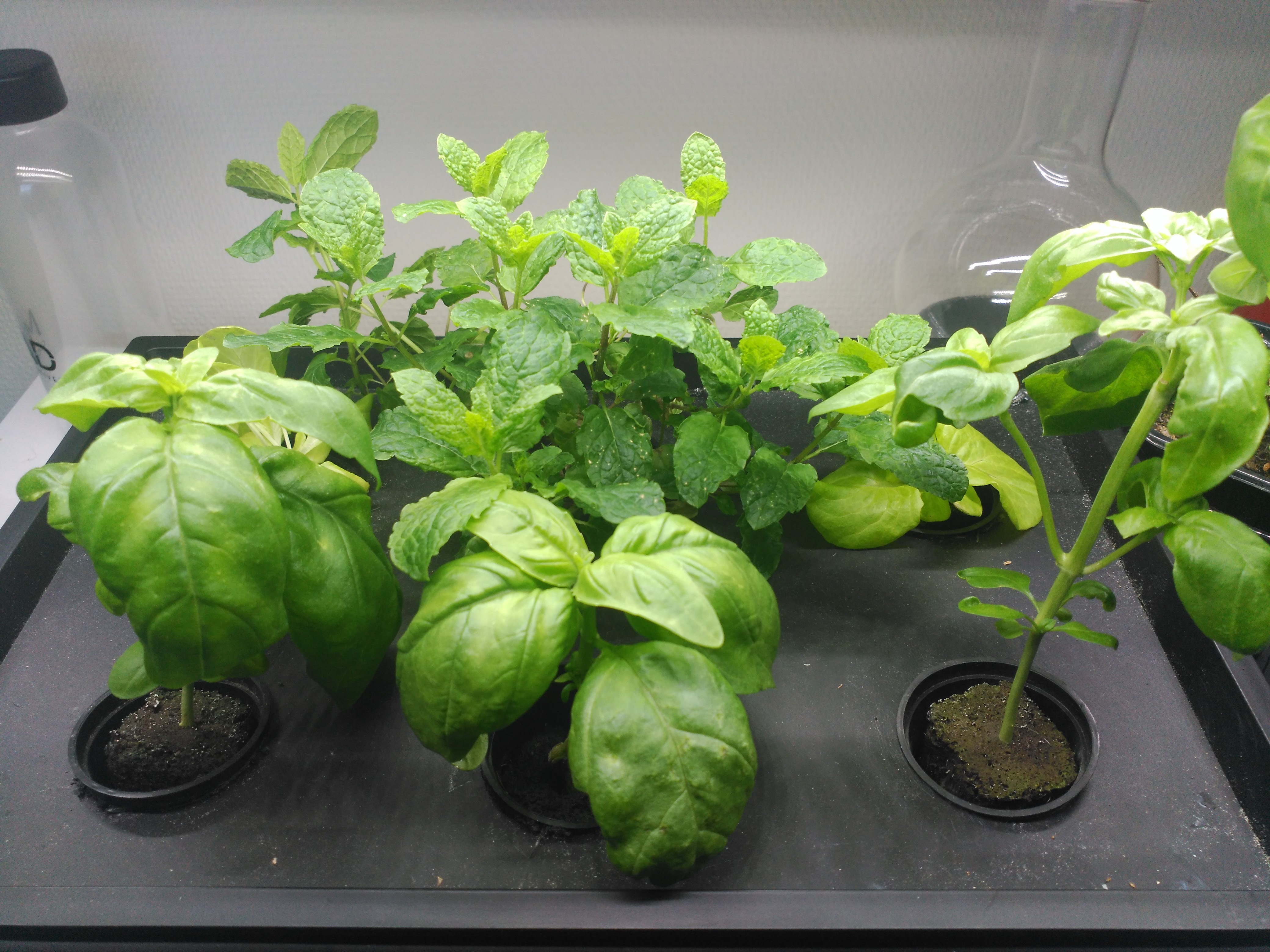 caja negra plantas jovenes