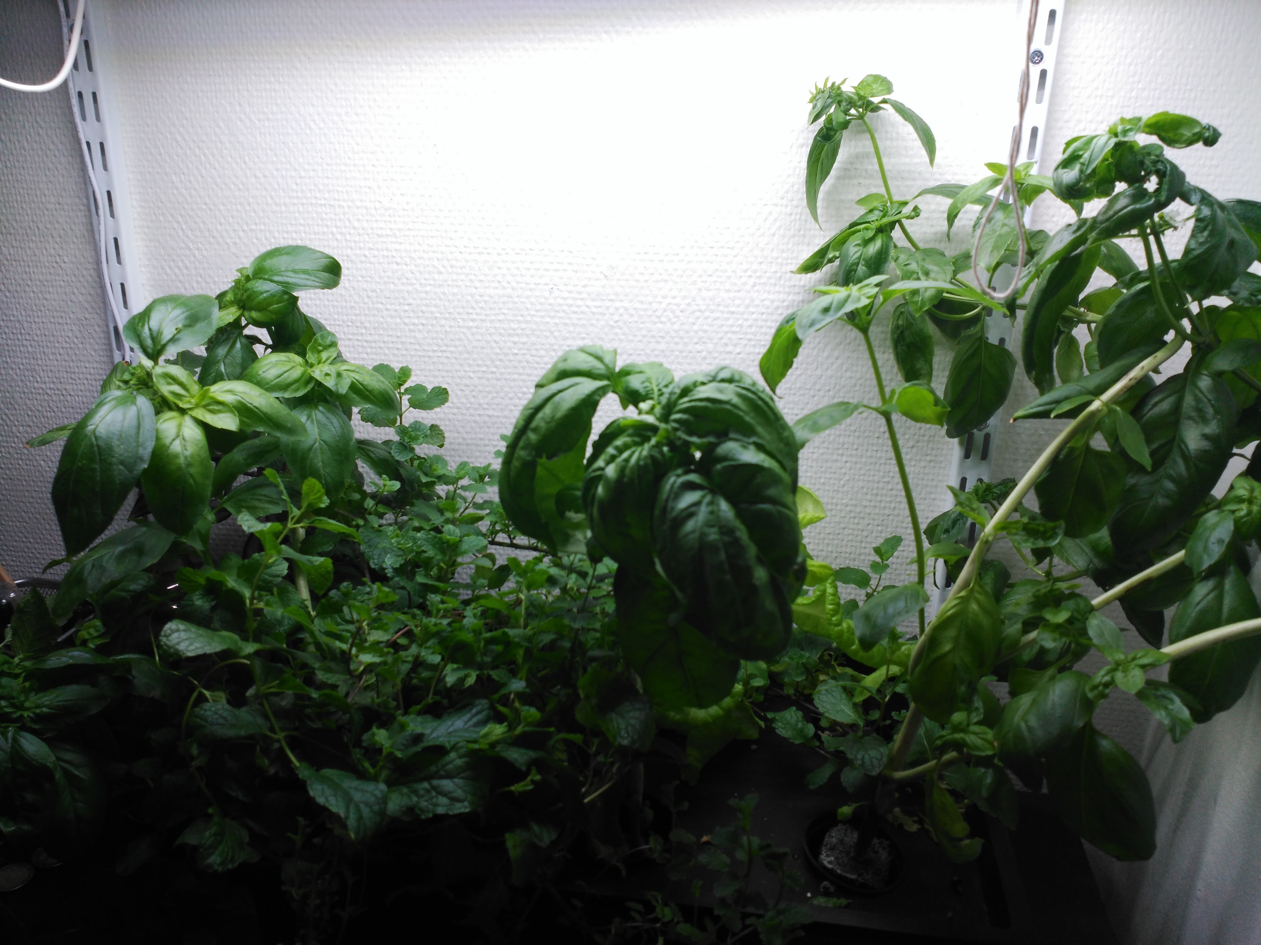 caja negra plantas crecidas