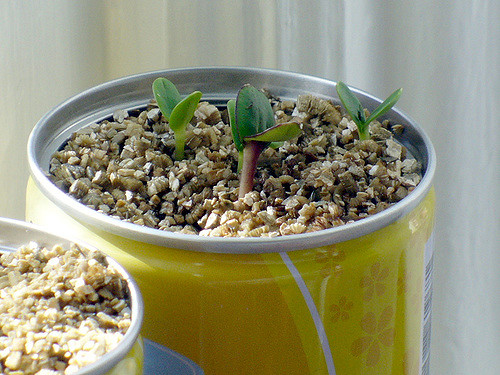 Semillas de girasol germinando