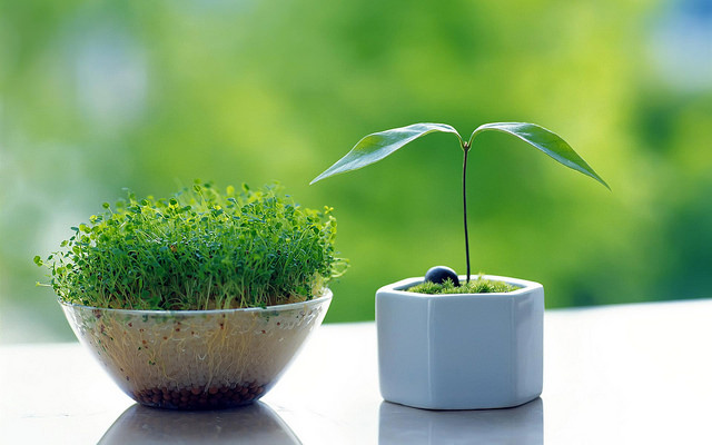 Plantas germinando