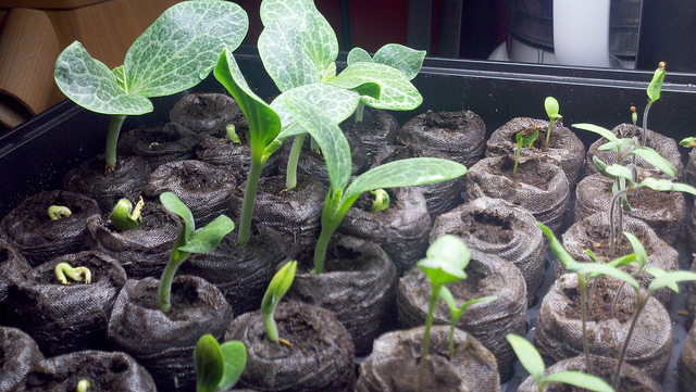 plantas germinando