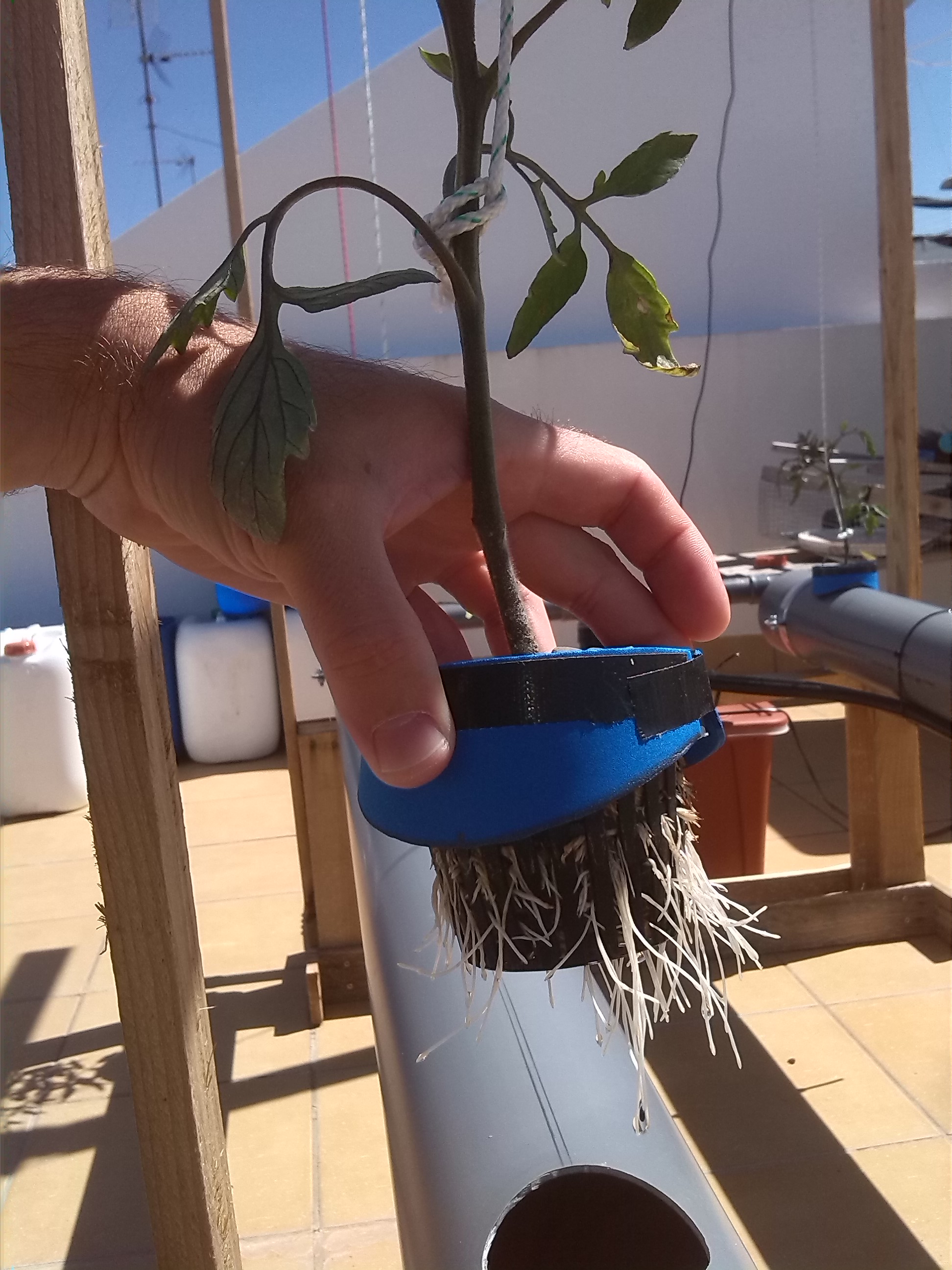 planta de tomate con las raíces expuestas
