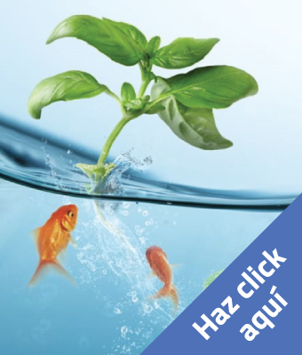 Haz click aqui para ver el nuevo Curso de Acuaponia Online