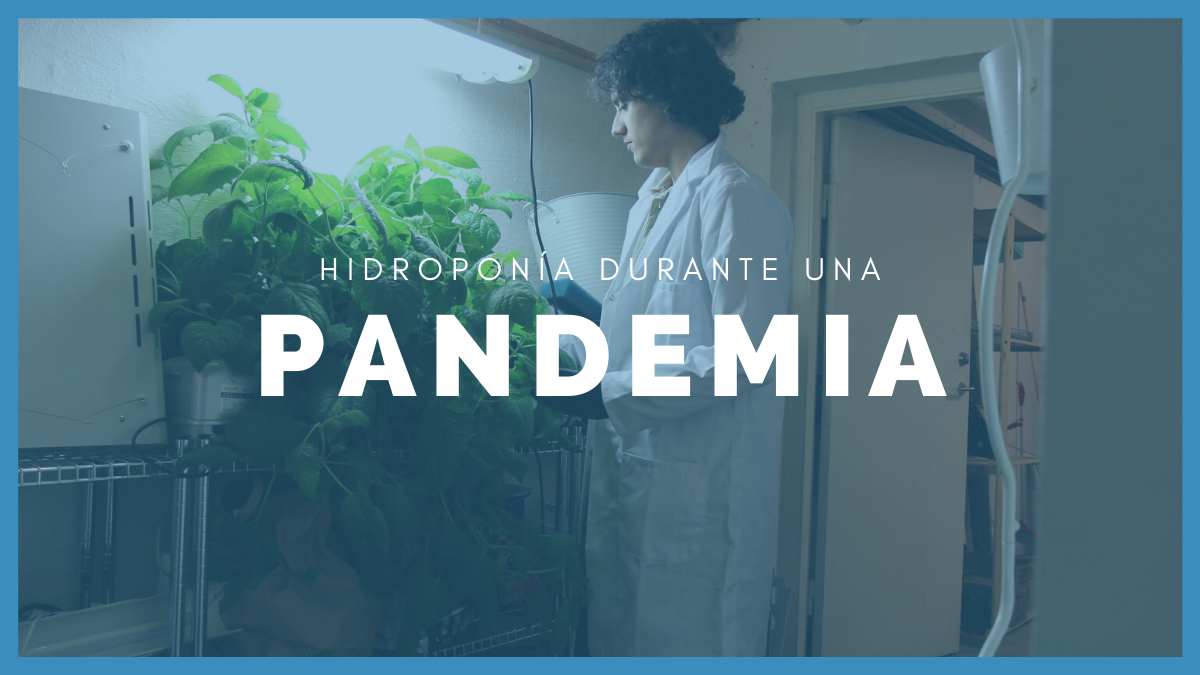 Banner de hidroponía durante una pandemia con Henrique cultivando.